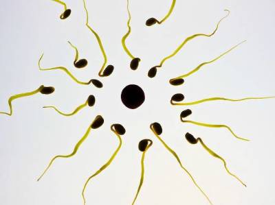 Биологи узнали, как коронавирус влияет на мужскую фертильность - rosbalt.ru