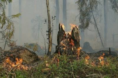 В АТОР рассказали о ситуации с лесными пожарами на турецких курортах - pnp.ru - Россия - Манавгат