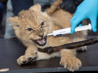 Алексей Герман - Оклендский зоопарк США вакцинирует животных - unn.com.ua - Украина - Сша - New York - Киев