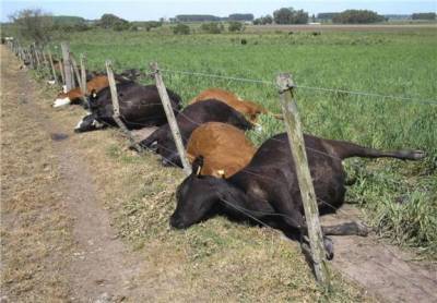 Неизвестная болезнь привела к массовому падежу скота в двух областях Казахстана - eadaily.com - Казахстан