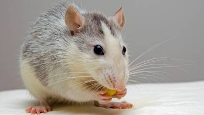Новый способ борьбы с ожирением? Мыши потеют жиром - vesti.ru
