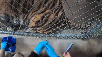 Зоопарк американского Окленда начал вакцинировать животных от COVID-19 - iz.ru - Сша - Израиль - штат Калифорния