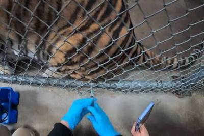 Американский зоопарк начал прививать животных от коронавируса - lenta.ru - штат Калифорния - Окленд
