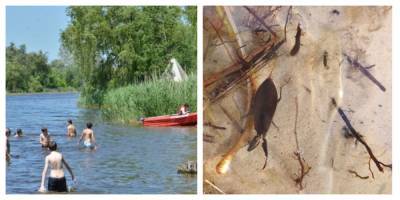 В Киеве на озере заметили скорпиона, фото: "Вылетали из воды как ошпаренные" - politeka.net - Украина - Киев
