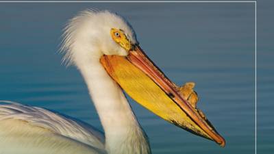 Еще 65 мертвых пеликанов обнаружили в тюменском Национальном парке - nashgorod.ru - Тюмень