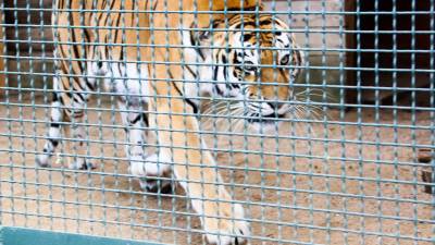 Зоопарки в США начали прививать от корнавируса животных - mir24.tv - Сша - штат Калифорния - Окленд