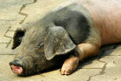 Африканскую чуму свиней обнаружили в Воротынском районе - vgoroden.ru - Нижегородская обл. - республика Марий Эл