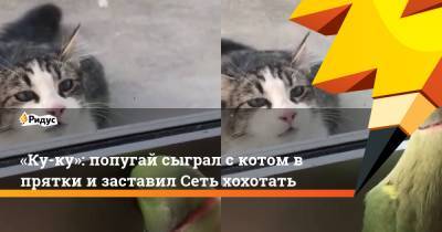 «Ку-ку»: попугай сыграл с котом в прятки и заставил Сеть хохотать - ridus.ru