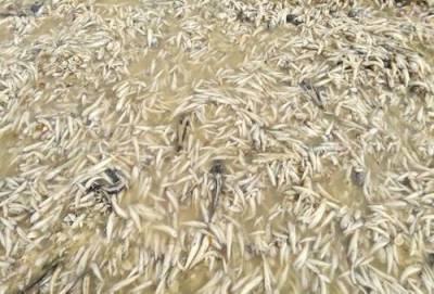 На берегу Цимлянского водохранилища обнаружено несколько тонн мёртвой рыбы - argumenti.ru