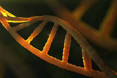 В Сибири нашли ДНК древнейших и опасных для людей вирусов - lenta.ru - Англия - Швеция - Дания