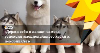 «Держи себя в лапах»: самоед успокоил эмоционального хаски и покорил Сеть - ridus.ru - Австралия
