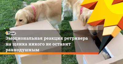 Эмоциональная реакция ретривера на щенка никого не оставит равнодушным - ridus.ru