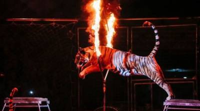 Комитет рекомендует Раде запретить животных в цирках - ru.slovoidilo.ua - Украина - Сша