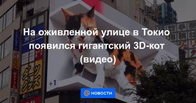 На оживленной улице в Токио появился гигантский 3D-кот (видео) - news.mail.ru - Токио