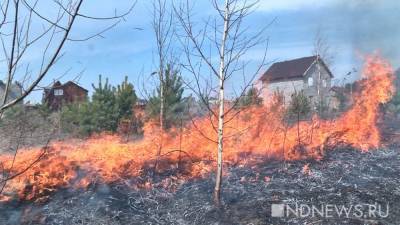 В Курганской области тушат несколько лесных пожаров - newdaynews.ru - Курганская обл.
