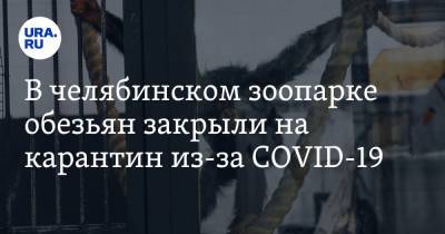 В челябинском зоопарке обезьян закрыли на карантин из-за COVID-19 - ura.news - Челябинск