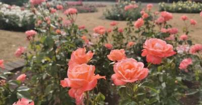 ФОТО. Как выглядят цветущие в садоводческой школе в Булдури розы - skuke.net