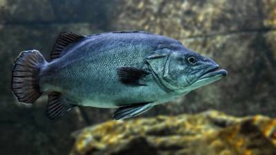 Ученые выяснили, что у рыб может возникать наркозависимость - piter.tv - Чехия