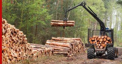 Вопрос бревном: что будет с ценами на древесину в России - profile.ru - Россия