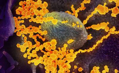 Коронавирус не одинок: открытия вирусологов радикально меняют биологию (Nature, Великобритания) - inosmi.ru - Англия - штат Флорида