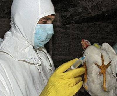 Еще в одном заказнике Тюменской области от птичьего гриппа погибли пеликаны - znak.com - Тюменская обл.