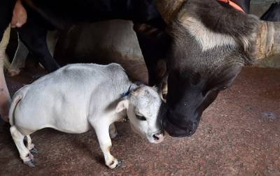 В Бангладеш стала знаменитостью карликовая корова - korrespondent.net - Украина - Бангладеш - Дакка