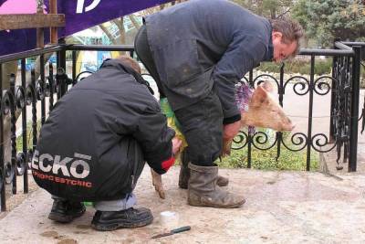 Крымские зоопарки, шоу-фермы и дельфинарии работают без лицензий - будут проверки и санкции - crimea.mk.ru