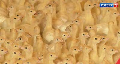 В донском предприятии по выведению утят рассказали о проблемах с вакцинацией птиц - dontr.ru