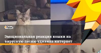 Эмоциональная реакция кошки навирусную песню удивила интернет - ridus.ru