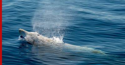 Новый смертельный для китообразных вирус обнаружили ученые - profile.ru - Сша - Австралия - Канада - Бразилия