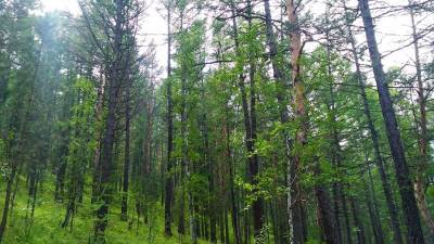 Жизнь рядом с лесом назвали защищающей от COVID-19 - ufacitynews.ru