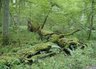 Учёные рассказали о влиянии лесных массивов на распространённость COVID-19 - actualnews.org