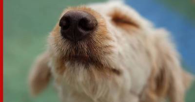 Сухой или влажный: что нос собаки может рассказать о ее здоровье - profile.ru