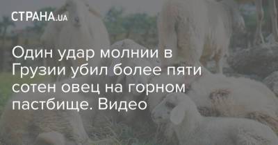 Один удар молнии в Грузии убил более пяти сотен овец на горном пастбище. Видео - strana.ua - Украина - Грузия
