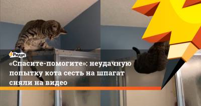«Спасите-помогите»: неудачную попытку кота сесть на шпагат сняли на видео - ridus.ru