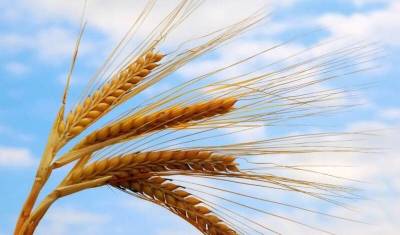 Засуха в России уничтожила до 15% урожая пшеницы - newizv.ru - Россия - Сша