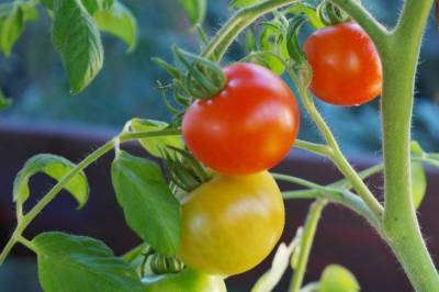 Как спасти помидоры от фитофторы: что знают опытные огородники - skuke.net