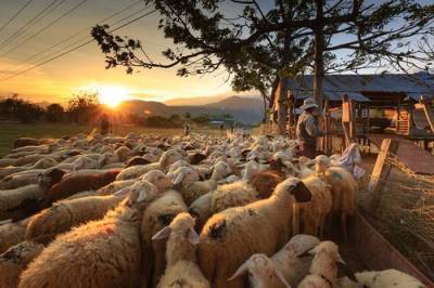 В грузинском селе более 500 овец убило ударом молнии - argumenti.ru - Грузия