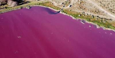 Аргентинское озеро окрасилось в ядовито-малиновый цвет из-за слива в него антибиотиков для хранения креветок - argumenti.ru - Аргентина