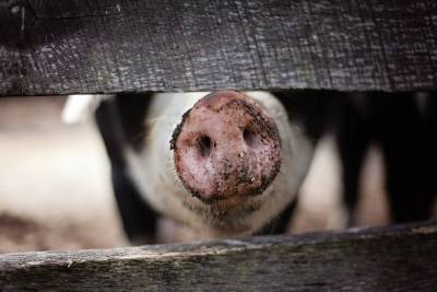 В 15 деревнях Чувашии уничтожат свиней из-за вируса африканской чумы - cheb.mk.ru - республика Чувашия