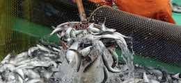 Китай потребовал права бесплатно ловить рыбу в российских морях - finanz.ru - Россия - Китай