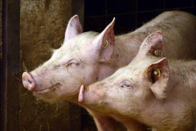 Заражённые африканской чумой трупы свиней нашли в псковском лесу - mk-pskov.ru - Псков - район Псковский