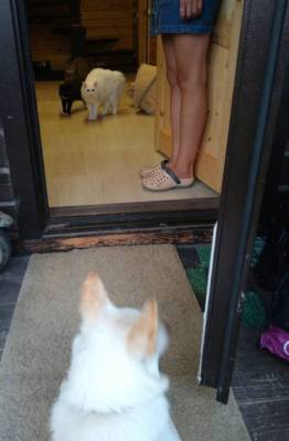 Когда привели собаку в дом Локальный локдаун Всё понятно Обочечник показал своё лицо Посол Великобритании… - skuke.net - Англия - Китай