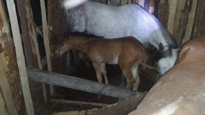 В Нижней Салде нашли лошадей, которых украли под Нижним Тагилом - newdaynews.ru - Россия - Свердловская обл.