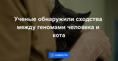 Ученые обнаружили сходства между геномами человека и кота - news.mail.ru