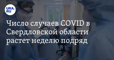 Число случаев COVID в Свердловской области растет неделю подряд - ura.news - Свердловская обл.