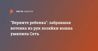 "Верните ребенка": забравшая котенка из рук хозяйки кошка умилила Сеть - ren.tv