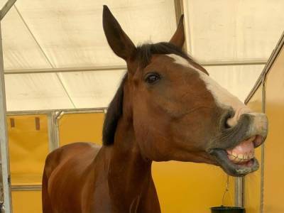 Олимпиада 2020. Ветеринарам пришлось усыпить лошадь швейцарского жокея из-за травмы - gordonua.com - Украина - Токио