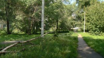 На проспекте Победы упавшее дерево так и осталось лежать - penzainform.ru