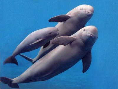 Кабмин на полгода запретил вывоз китов, дельфинов и морских свиней из России - argumenti.ru - Россия